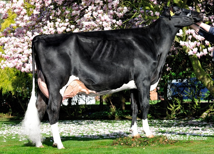 Engelkes Sanchez San Franzisco