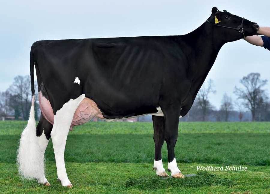 Engelkes Seaver Fame