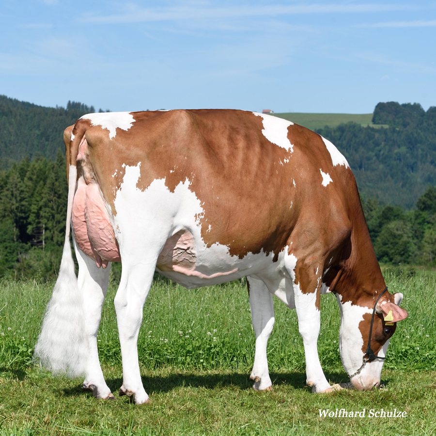 Garay Awesome BARBARA