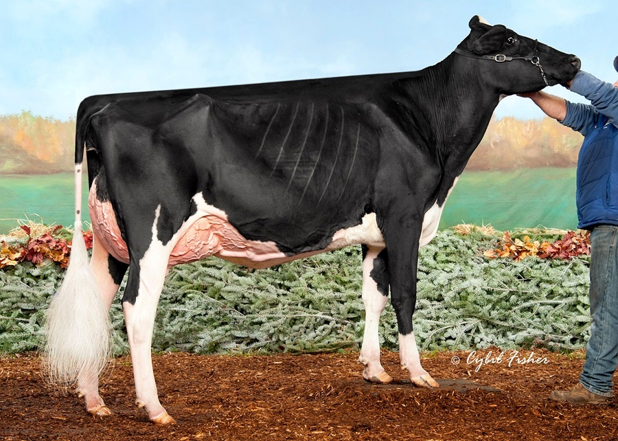 Garay Awesome Beauty VG-88 2y