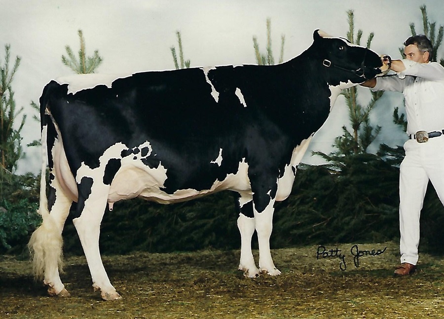 A Tikvah Sexation KIM