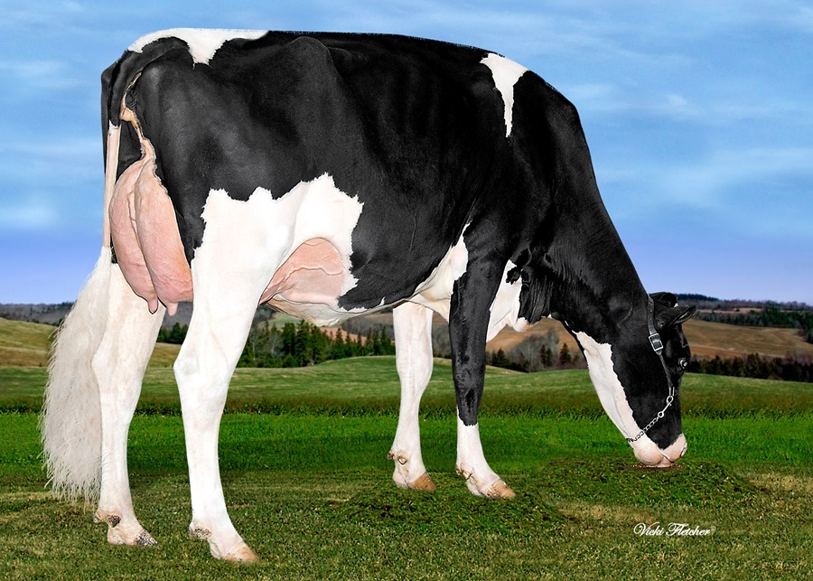 Willowhaven Goldwyn BLISS