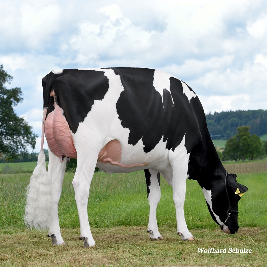 Ruegruet High Octane ALLYSON