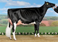 GHH Goldwyn FRENCY