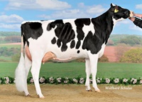 Engelkes Windbrook ATLANTIS Windbrook x Whittier-Farms Jasper ATLANTA