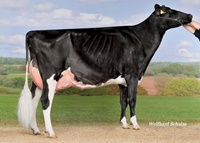 GHH Goldwyn FRENCY