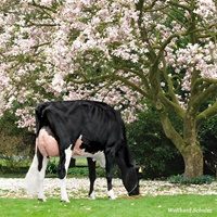 GHH Goldwyn FRENCY