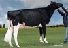 Duckett-SA Goldwyn FIFI (Goldwyn x Frosty)