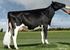 Duckett-SA Shot FURGI (Shottle x Frosty)