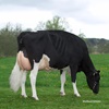 Kerndtway Goldwyn RANYA