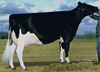 Long-Haven Goldwyn RAIZEL