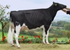 Mox Shottle RAYA 2Y