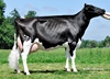 Mox Shottle RAYA