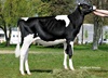 Ruegruet Atwood BEAUTYFUL Atwood x Ezmeralda