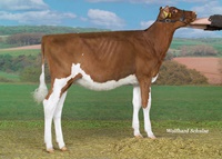 Ruegruet Acme MARY (Acme x Macy)