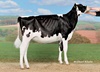 Ruegruet Aftershock FRISKY (Aftershock x Windbrock Fame)