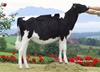 Ruegruet Atwood EBONY (Atwood x Ezmeralda)