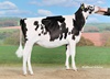 Ruegruet Braxton ARIEL (Braxton x Ruegruet Mr Sam ADONIA)