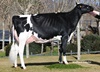 Ruegruet Goldwyn QUARDA Goldwyn x Ruegruet Damion QUINTA