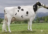 Ruegruet Integrity AGAIN EX-91 (Integrity x Andora)