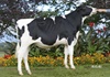 Ruegruet PRESTIGE (Beacon x Phantasie)