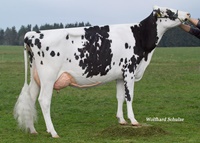 Ruegruet Ross QUALITY (Ross x Ruegruet Derry Quebec)