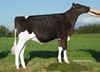 Ruegruet Seaver ELIANA (Seaver x Ember)